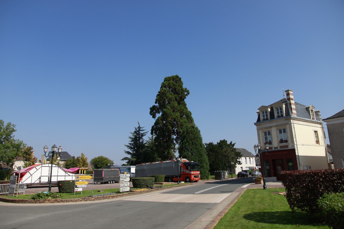 Séquoia géant à Marolles les Braults